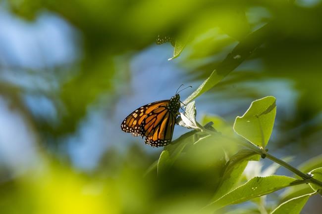 Monarch butterflies wintering in California rebound | iNFOnews.ca