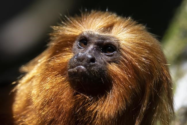 Race to vaccinate rare wild monkeys gives hope for survival | iNFOnews.ca