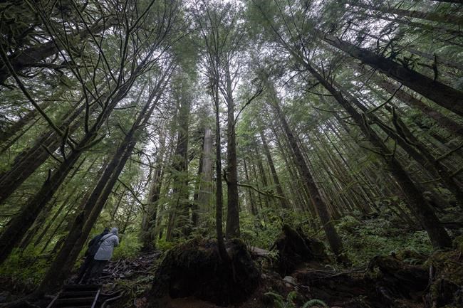 Competition Bureau to investigate industry claims of sustainable forestry management | iNFOnews.ca Competition Bureau to investigate industry claims of sustainable forestry management | iNFOnews.ca