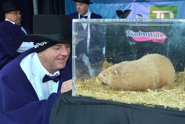 Groundhog Day: Fred is dead in Quebec, Willie and Sam at odds over spring's arrival | iNFOnews.ca Groundhog Day: Fred is dead in Quebec, Willie and Sam at odds over spring's arrival | iNFOnews.ca