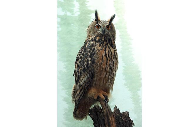 Owl escapes from Central Park Zoo, eludes NYPD, zookeepers | iNFOnews.ca