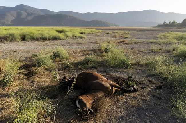 7 dead in Chile amid struggle to contain raging wildfires | iNFOnews.ca 7 dead in Chile amid struggle to contain raging wildfires | iNFOnews.ca