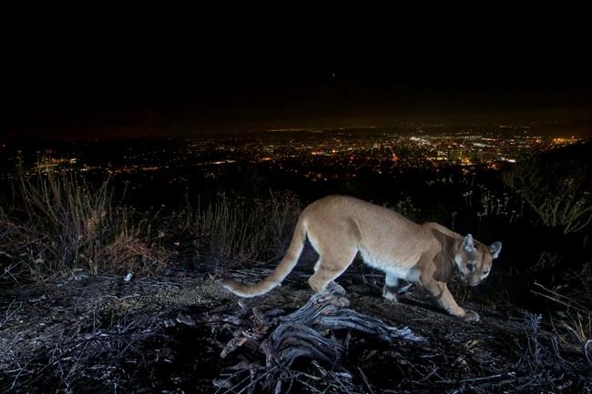 Hunt ends for mountain lion that attacked California boy | iNFOnews.ca