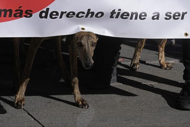 Spain: Rights groups urge more protection for hunting dogs | iNFOnews.ca Spain: Rights groups urge more protection for hunting dogs | iNFOnews.ca