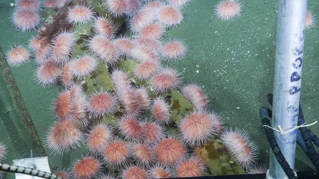 B.C's pink sea urchins are on the move to shallower waters thanks to climate change | iNFOnews.ca