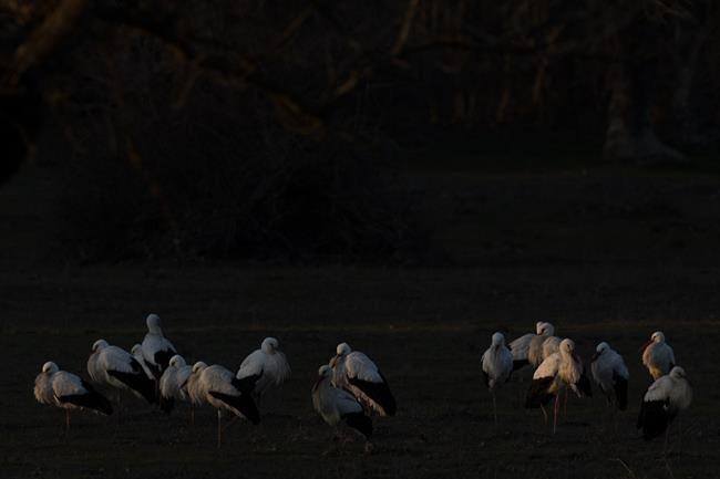 In Spain, storks' trash diet driven by climate change | iNFOnews.ca In Spain, storks' trash diet driven by climate change | iNFOnews.ca