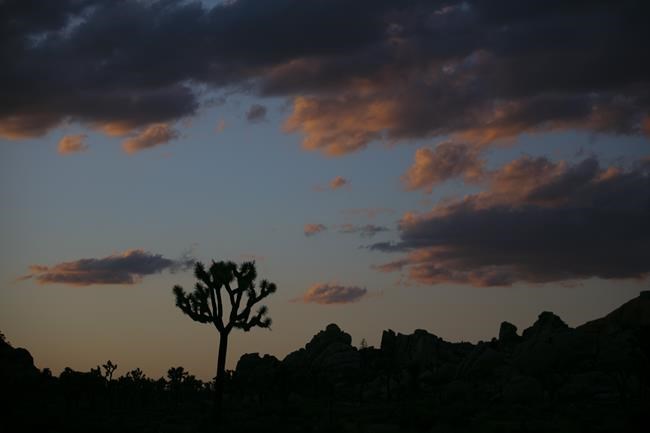 California bill would protect native western Joshua tree | iNFOnews.ca