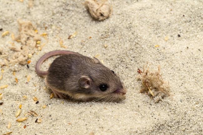 Tiny California mouse wins Guinness award for longevity | iNFOnews.ca Tiny California mouse wins Guinness award for longevity | iNFOnews.ca