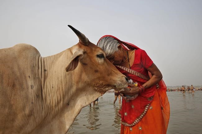 Indian government asks people to hug cows on Valentine's Day | iNFOnews.ca Indian government asks people to hug cows on Valentine's Day | iNFOnews.ca