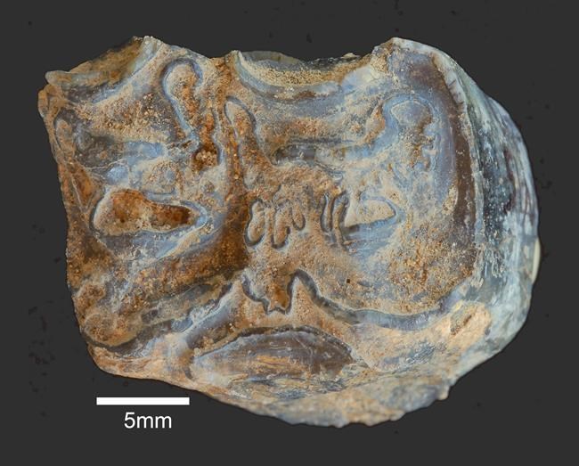 Stone Age discovery fuels mystery of who made early tools | iNFOnews.ca