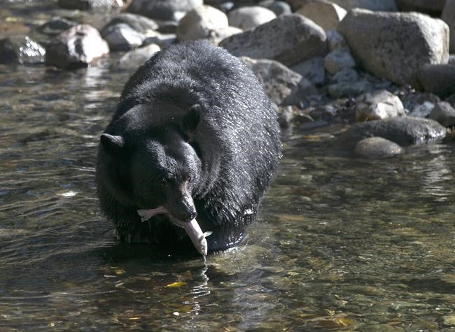 Don't feed the bears! But birds OK, new Tahoe research shows | iNFOnews.ca