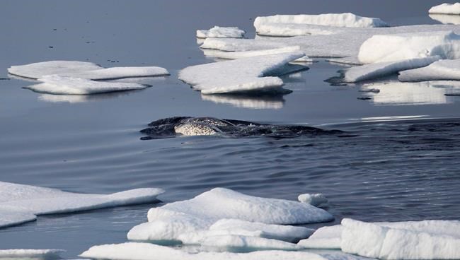 Baffinland critical of report that says shipping to blame for narwhal displacement | iNFOnews.ca