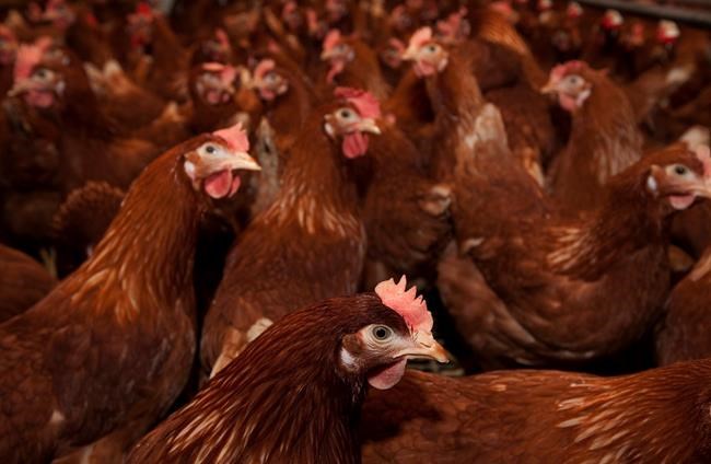 What we know about H5N1 avian flu and the risk to humans | iNFOnews.ca
