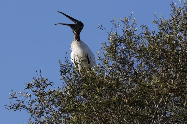 US proposes removing wood stork from endangered species list | iNFOnews.ca