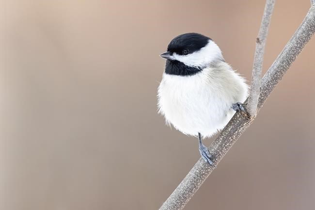 At 25, Backyard Bird Count shows power of citizen science | iNFOnews.ca