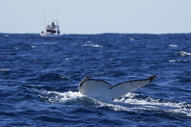 Lonely tunes: Humpback whales wail less as population grows | iNFOnews.ca Lonely tunes: Humpback whales wail less as population grows | iNFOnews.ca