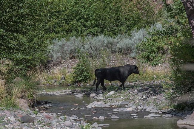 19 wild cows killed in US aerial shooting operation | iNFOnews.ca 19 wild cows killed in US aerial shooting operation | iNFOnews.ca