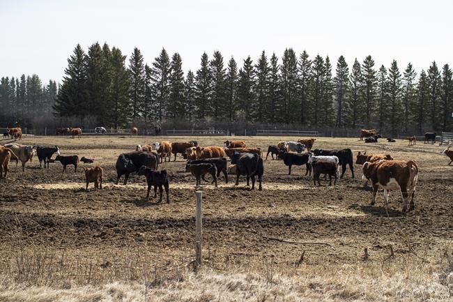 Extreme drought makes cattle farmers thin herds, could cause future supply problems | iNFOnews.ca CP211810649