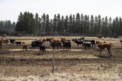 CP211810649