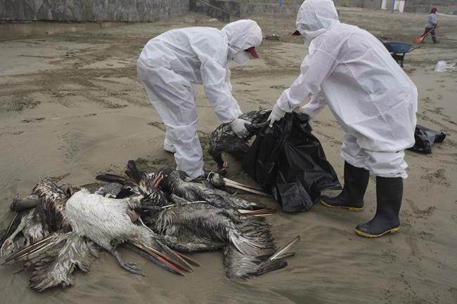 Why sick minks are reigniting worries about bird flu | iNFOnews.ca