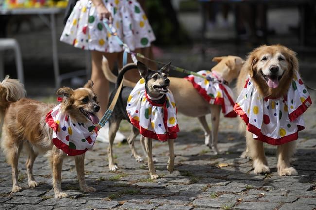 Dogs in costumes take over at Rio Carnival street party | iNFOnews.ca CP2119830488