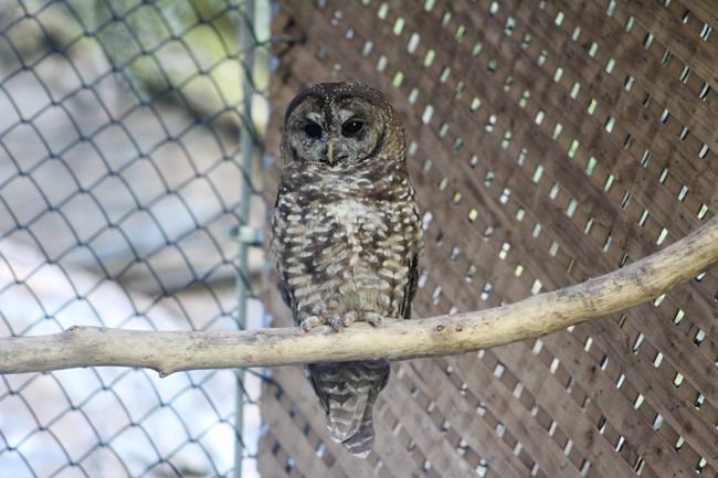 Northern spotted owl found injured near B.C. train tracks two months after release | iNFOnews.ca