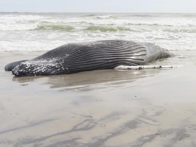 Marine commission: Whale deaths not linked to wind prep work | iNFOnews.ca