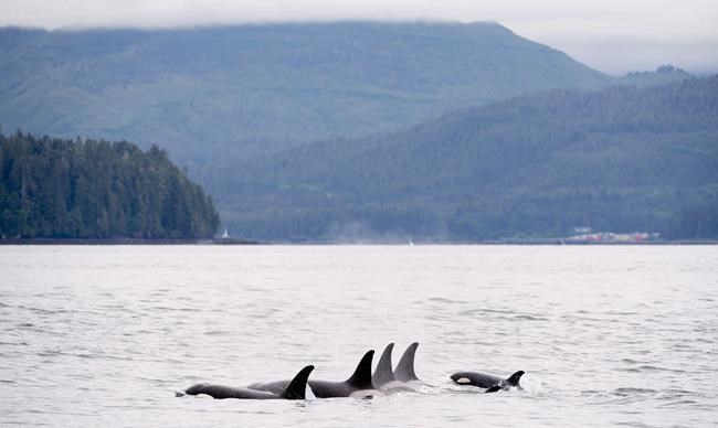 B.C. study links killer whale decline to lack of energy-rich fatty salmon | iNFOnews.ca
