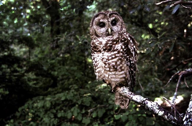 Federal agency proposes California spotted owl protection | iNFOnews.ca