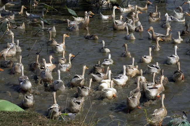 Bird flu kills 11-year-old girl in Cambodia, officials say | iNFOnews.ca Bird flu kills 11-year-old girl in Cambodia, officials say | iNFOnews.ca