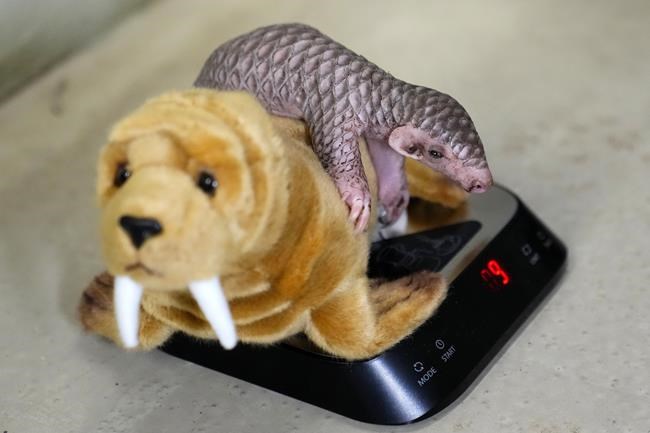 1st baby pangolin in Europe born in Prague zoo, doing well | iNFOnews.ca 1st baby pangolin in Europe born in Prague zoo, doing well | iNFOnews.ca