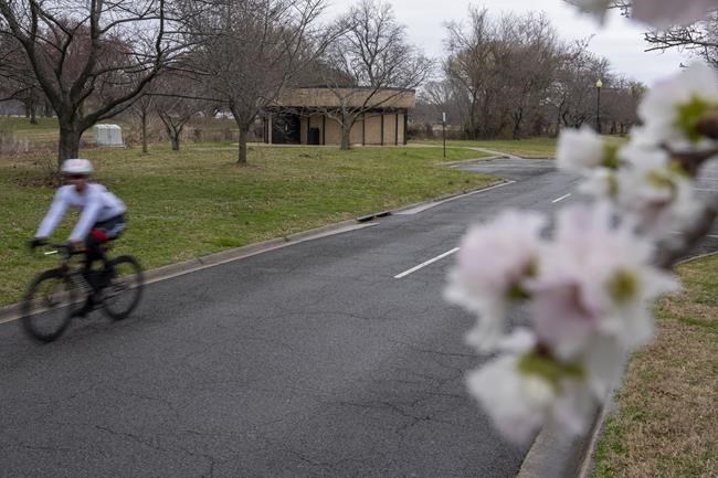 DC's cherry blossoms coming early due to confusing weather | iNFOnews.ca