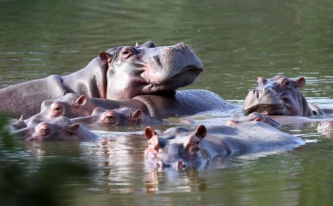 Colombia proposes shipping invasive hippos to India, Mexico | iNFOnews.ca