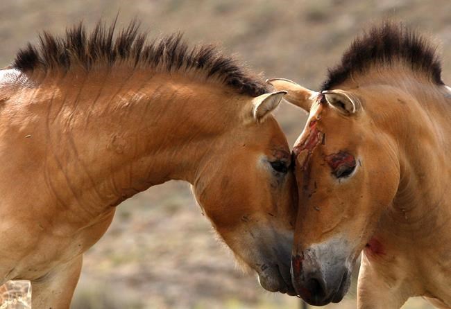First evidence for horseback riding dates back 5,000 years | iNFOnews.ca First evidence for horseback riding dates back 5,000 years | iNFOnews.ca