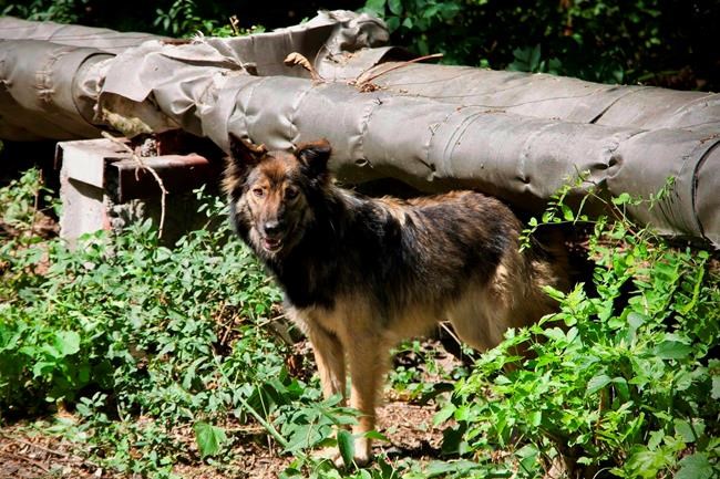 Can the dogs of Chernobyl teach us new tricks on survival? | iNFOnews.ca