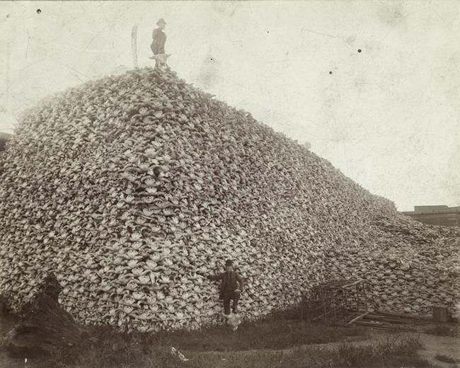 US to focus bison restoration on expanding tribal herds | iNFOnews.ca