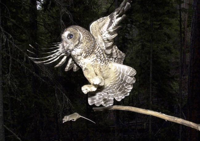 Province halts old-growth logging in at-risk owl territory another two years | iNFOnews.ca Province halts old-growth logging in at-risk owl territory another two years | iNFOnews.ca