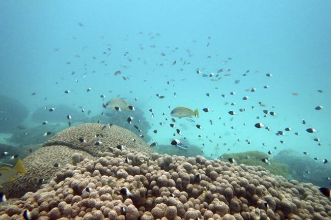 Nations reach accord to protect marine life on high seas | iNFOnews.ca Nations reach accord to protect marine life on high seas | iNFOnews.ca
