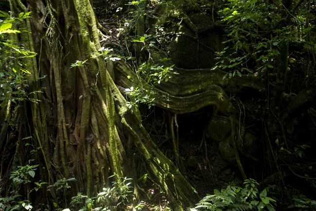Costa Rica ponders ways to sustain reforestation success | iNFOnews.ca Costa Rica ponders ways to sustain reforestation success | iNFOnews.ca