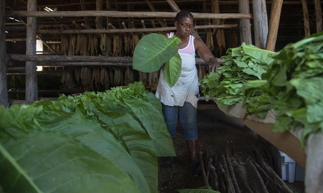 Cuba tobacco farmers recuperate after ruinous Hurricane Ian | iNFOnews.ca Cuba tobacco farmers recuperate after ruinous Hurricane Ian | iNFOnews.ca