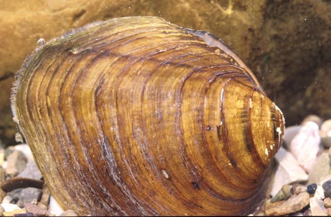 Federal protection granted for imperiled freshwater mussels | iNFOnews.ca Federal protection granted for imperiled freshwater mussels | iNFOnews.ca