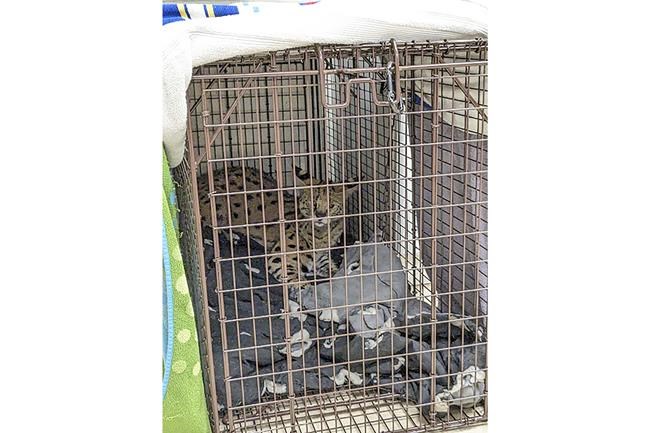 'Cocaine cat' escaped owner, will now live at Cincinnati Zoo | iNFOnews.ca