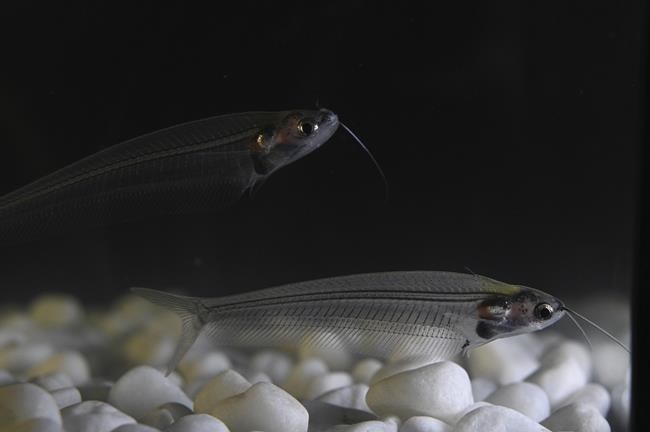 How this little see-through fish gets its rainbow shimmer | iNFOnews.ca