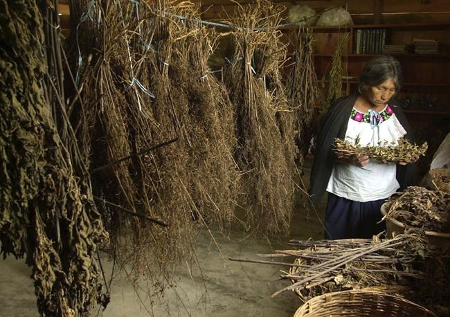 Mexico to use traditional medicine, more Cuban doctors | iNFOnews.ca Mexico to use traditional medicine, more Cuban doctors | iNFOnews.ca