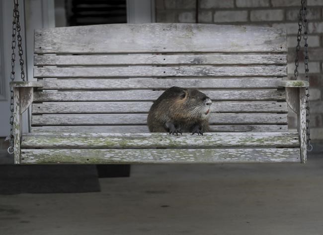 Louisiana works out deal for family to keep pet nutria | iNFOnews.ca