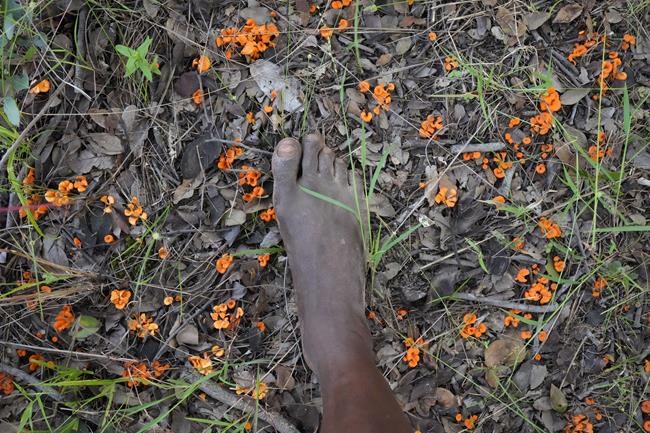 In Zimbabwe's rainy season, women forage for wild mushrooms | iNFOnews.ca