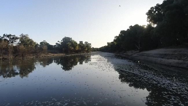 Millions of dead fish wash up amid heat wave in Australia | iNFOnews.ca