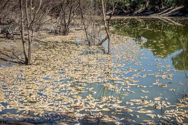 Millions of rotting fish to be removed from Outback river | iNFOnews.ca
