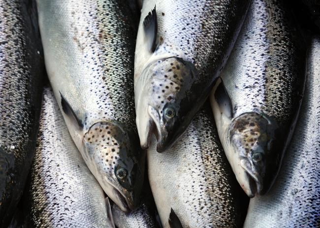 Last wild Atlantic salmon can survive Maine dams, feds say | iNFOnews.ca Last wild Atlantic salmon can survive Maine dams, feds say | iNFOnews.ca