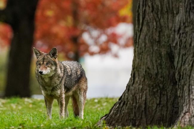 Vancouver park board offers tips on how to 'respect' city's coyotes | iNFOnews.ca
